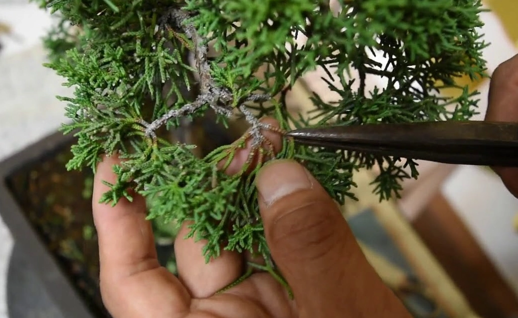 真柏修剪 真柏修剪