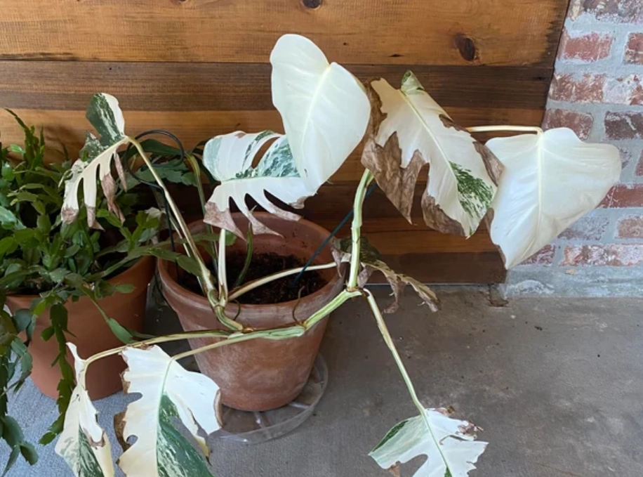 龜背芋葉子變白 龜背芋葉子變白