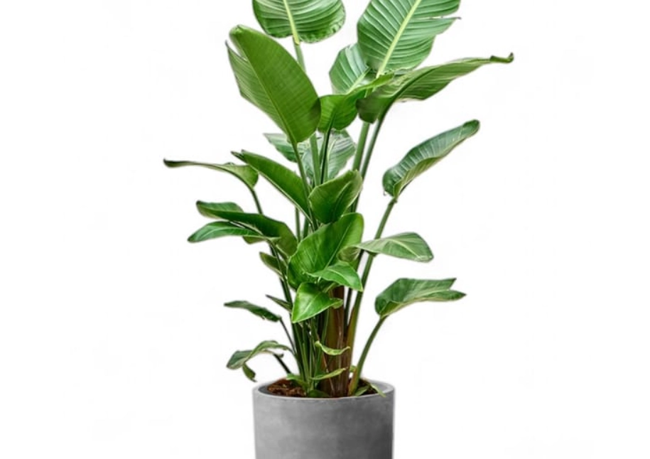 天堂鳥 盆栽 天堂鳥 盆栽