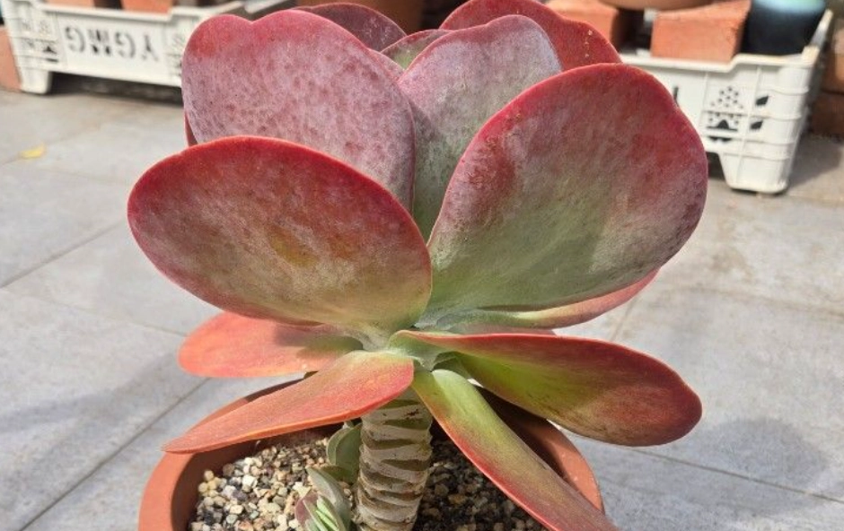 紅邊唐印 紅邊唐印