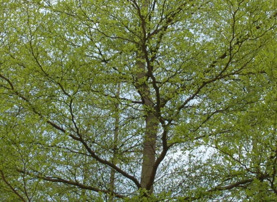 小葉欖仁病蟲害