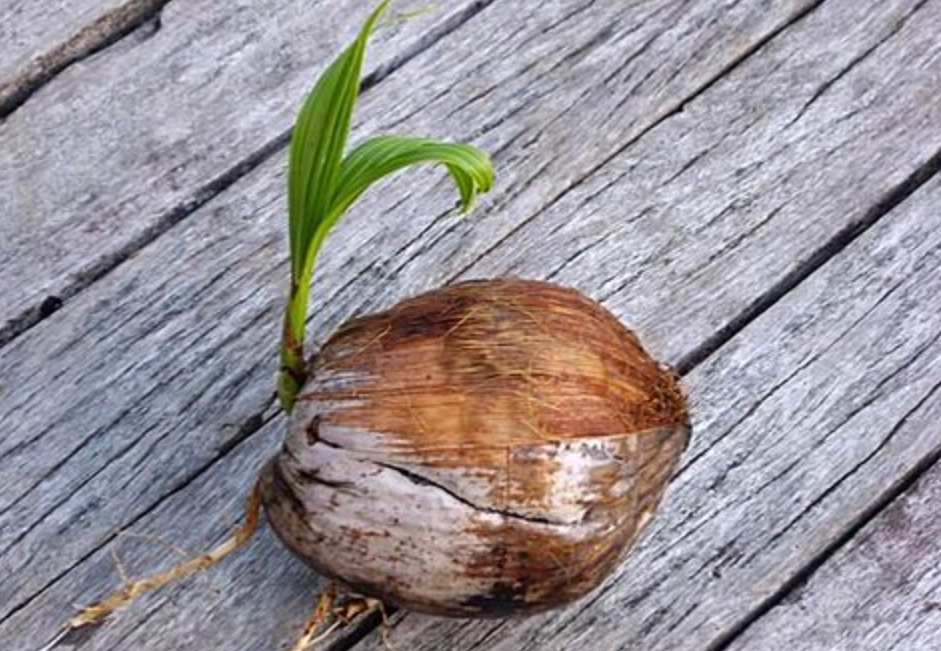 過大禮 椰子 發芽 過大禮 椰子 發芽