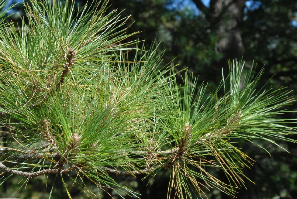 二葉松精油功效