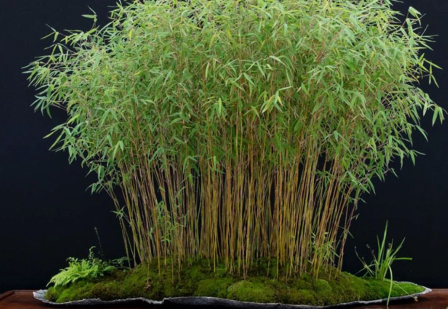 室內小盆栽 推薦