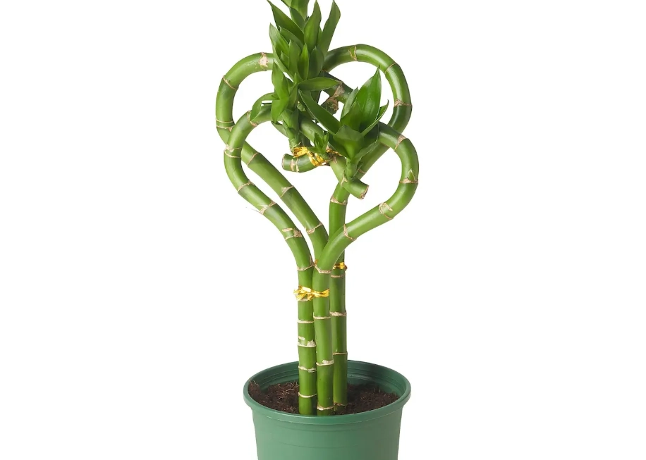 開運竹照顧 開運竹照顧