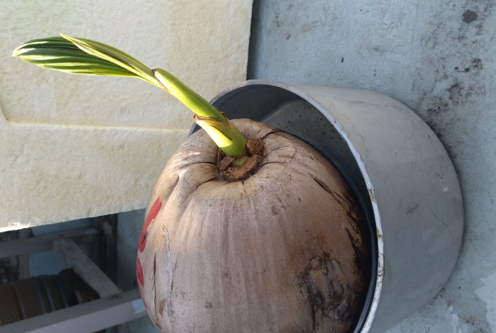 椰子 發芽 種植 椰子 發芽 種植