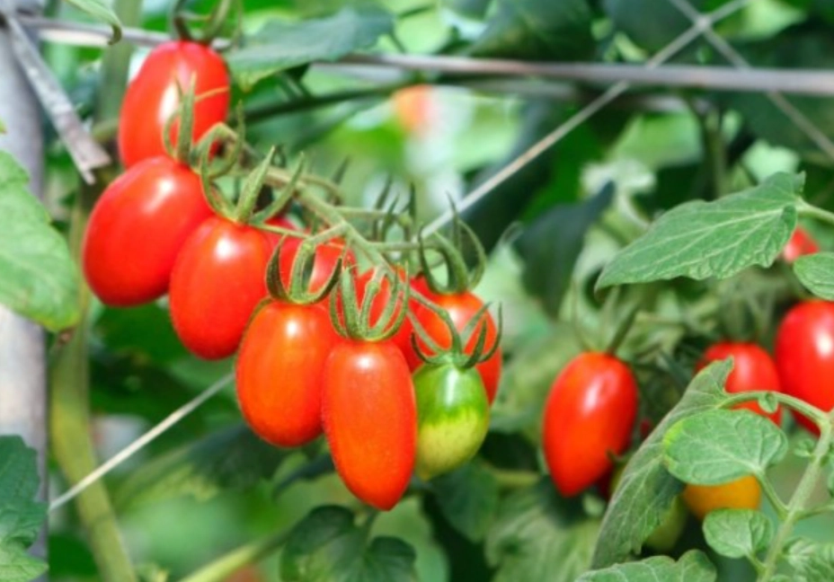 半停心番茄 種植