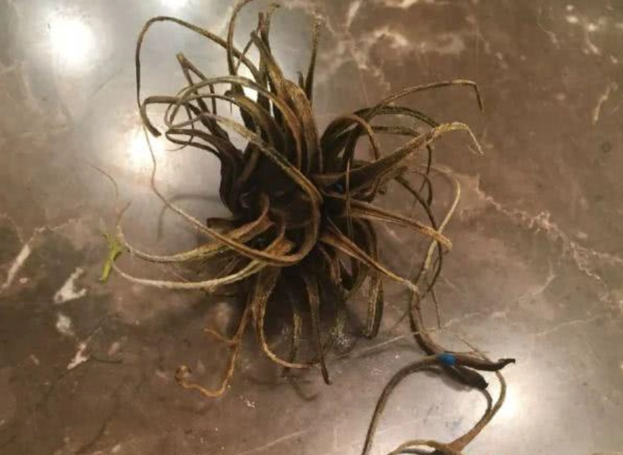 空氣鳳梨枯死 空氣鳳梨枯死