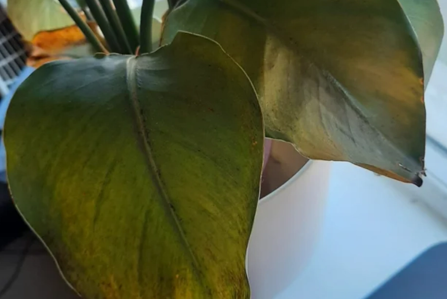 黃邊天堂鳥 品種