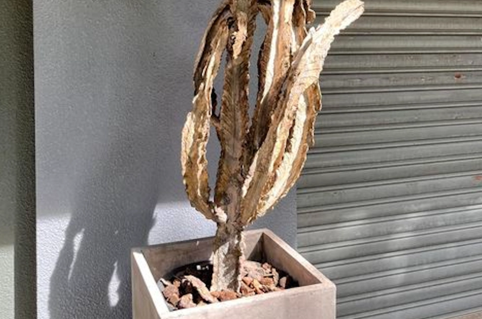 植物葉子發黃 植物葉子發黃