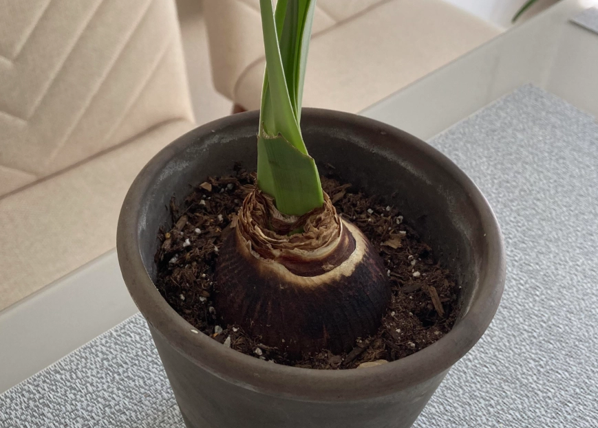 孤挺花 催花 方法