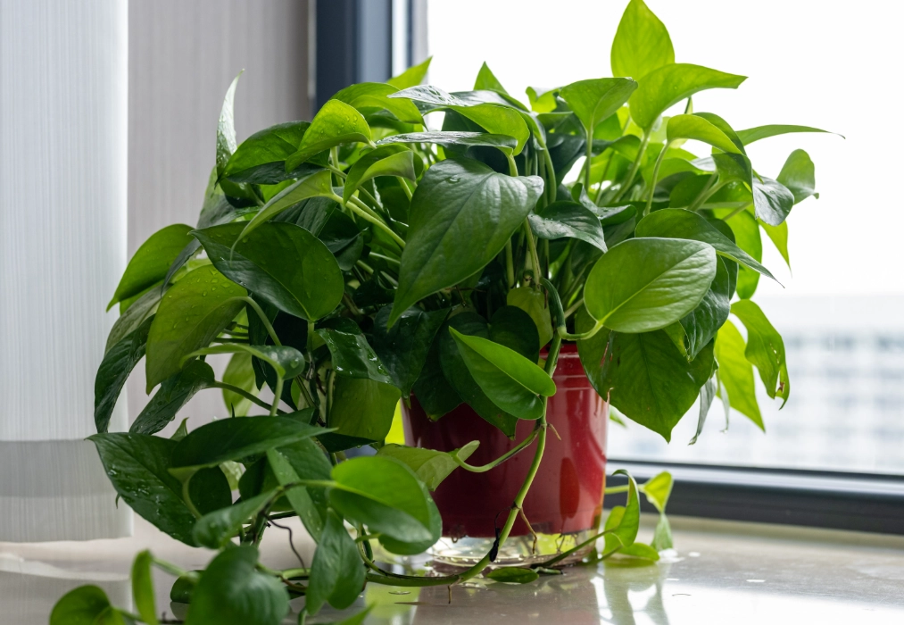 黃金葛有毒嗎 黃金葛有毒嗎