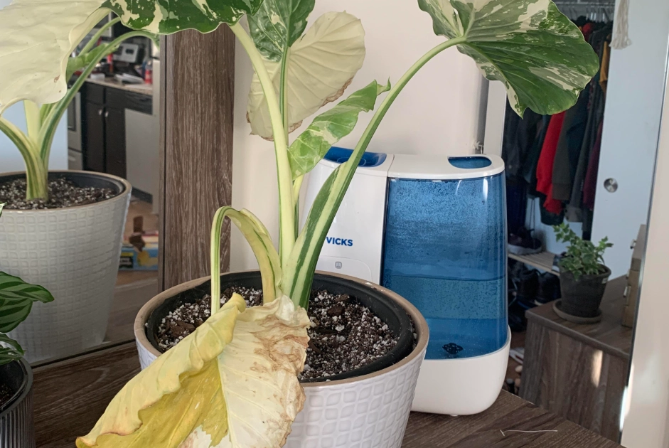 龜背芋病蟲害 龜背芋病蟲害