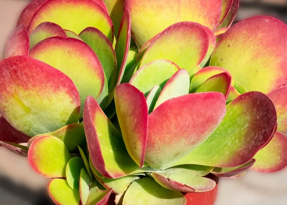 紅邊唐印 紅邊唐印