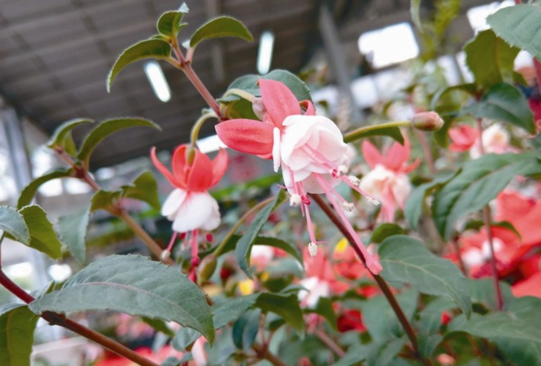 吊鐘花扦插 吊鐘花扦插