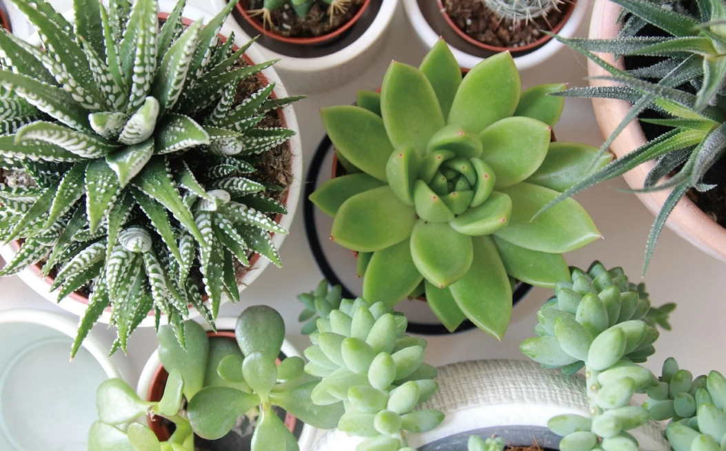 多肉植物推薦