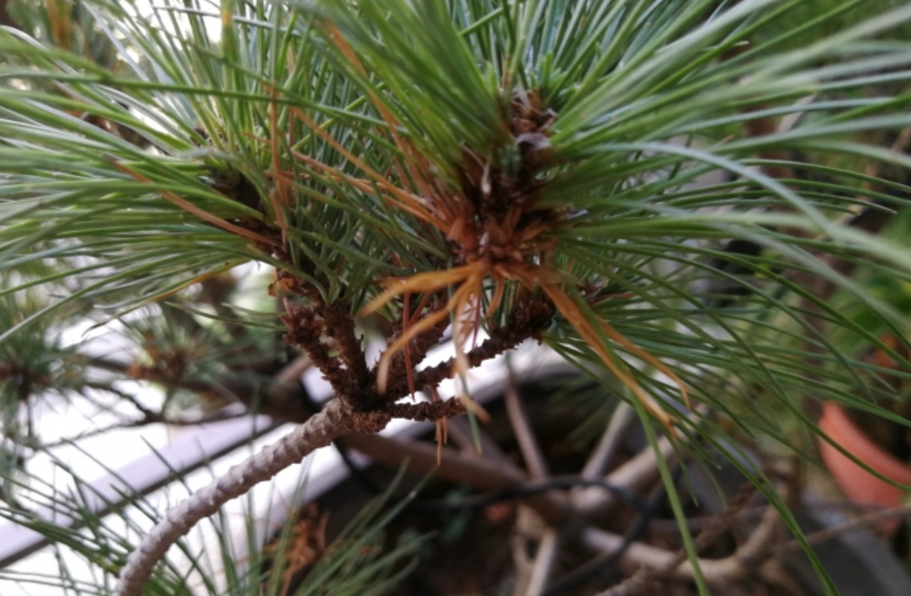 五葉松枯葉原因