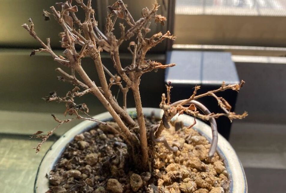 盆栽死掉原因 盆栽死掉原因