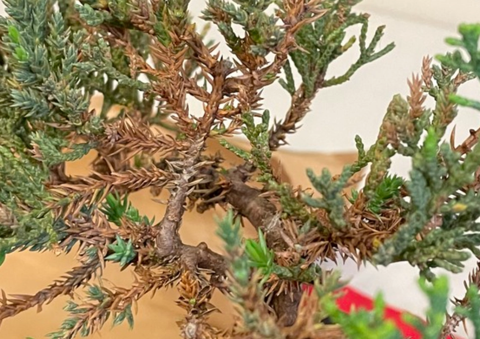 柏树 叶子 变黄 怎么办 柏树 叶子 变黄 怎么办