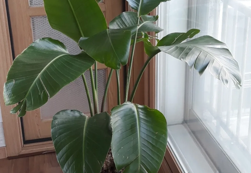 鶴望蘭 不開花 鶴望蘭 不開花