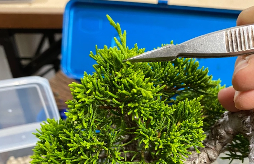 盆栽摘芽技巧 盆栽摘芽技巧