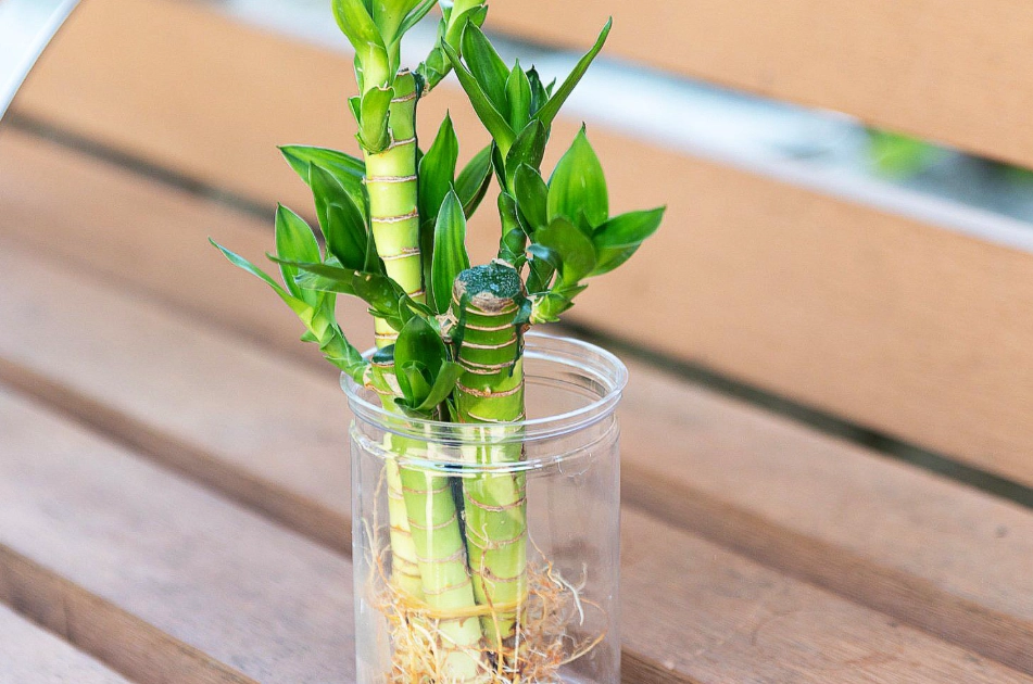 富貴竹水耕 富貴竹水耕