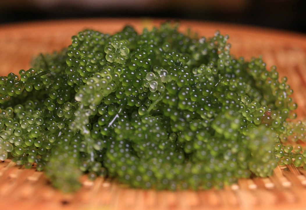 海葡萄怎麼吃 海葡萄怎麼吃