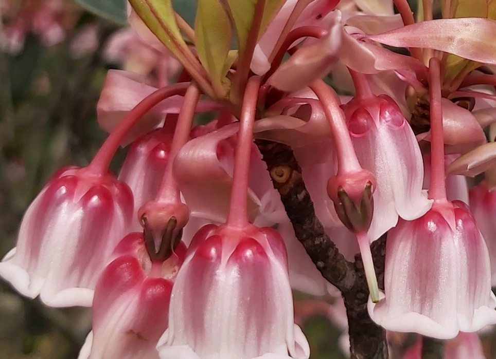 吊鐘花繁殖方法 吊鐘花繁殖方法