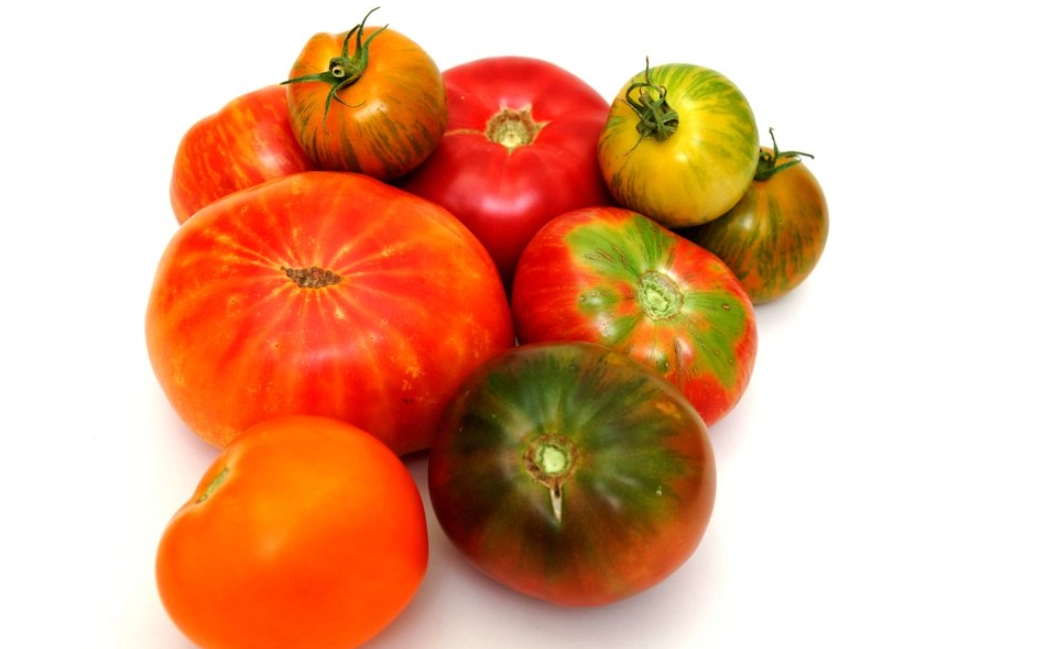 大番茄品種