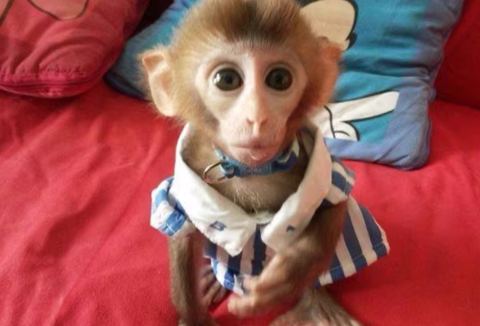 夢到養猴子 意思