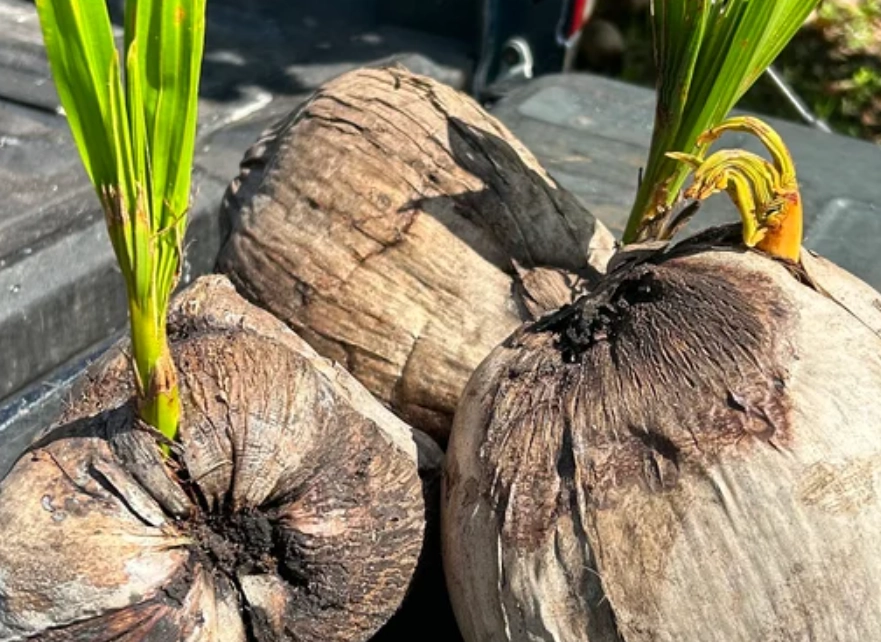 椰子 發芽 種植 椰子 發芽 種植