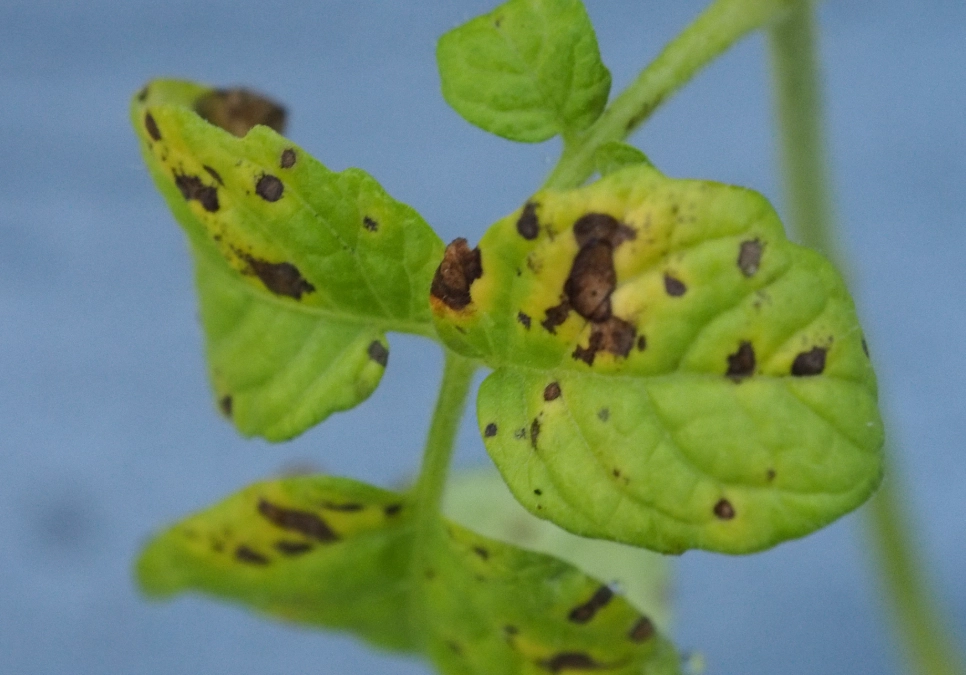 炭疽病防治 炭疽病防治