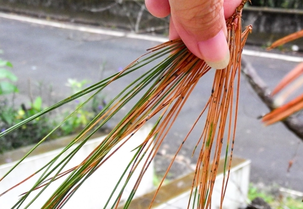 五葉松葉子變黃