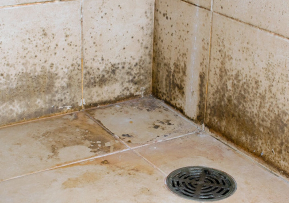 浴室黴菌清除 浴室黴菌清除