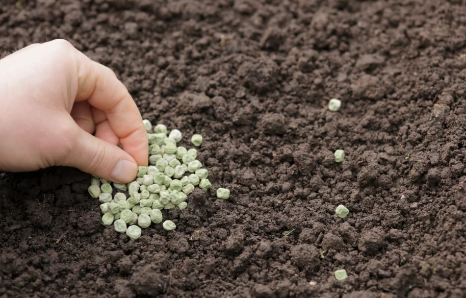 葡萄籽催芽方法