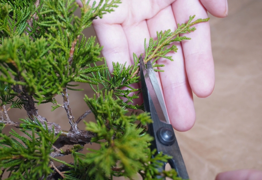 盆栽摘芽技巧 盆栽摘芽技巧