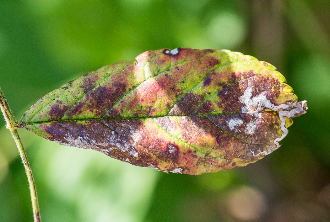 炭疽病防治 炭疽病防治