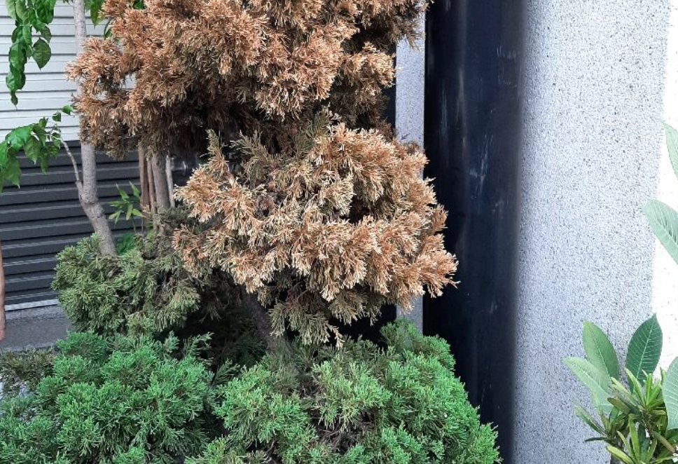 柏树 叶子 变黄 怎么办 柏树 叶子 变黄 怎么办