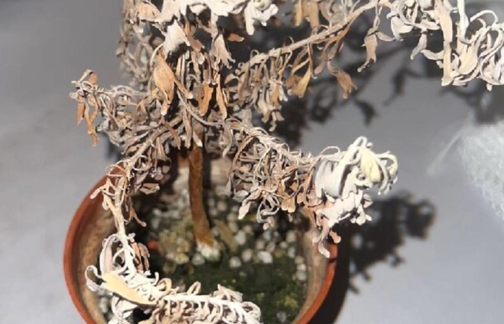 植物葉子發黃 植物葉子發黃