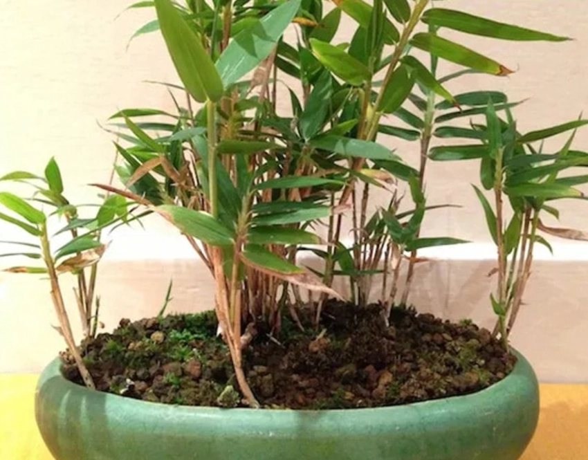 竹子盆栽 照顧 竹子盆栽 照顧