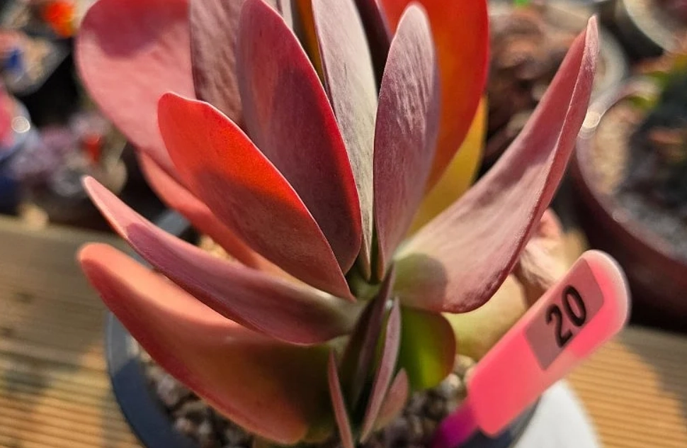 紅邊唐印 紅邊唐印