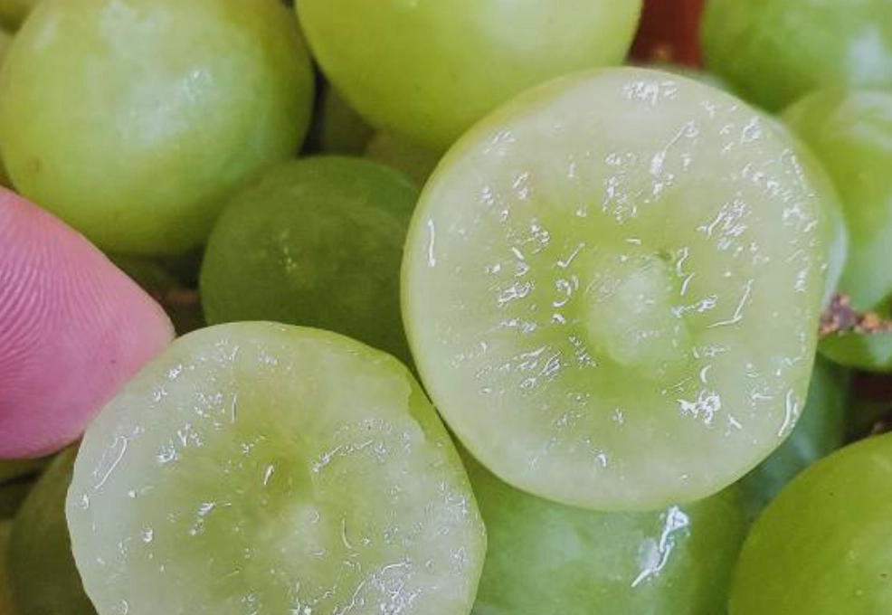 無籽葡萄品種 無籽葡萄品種