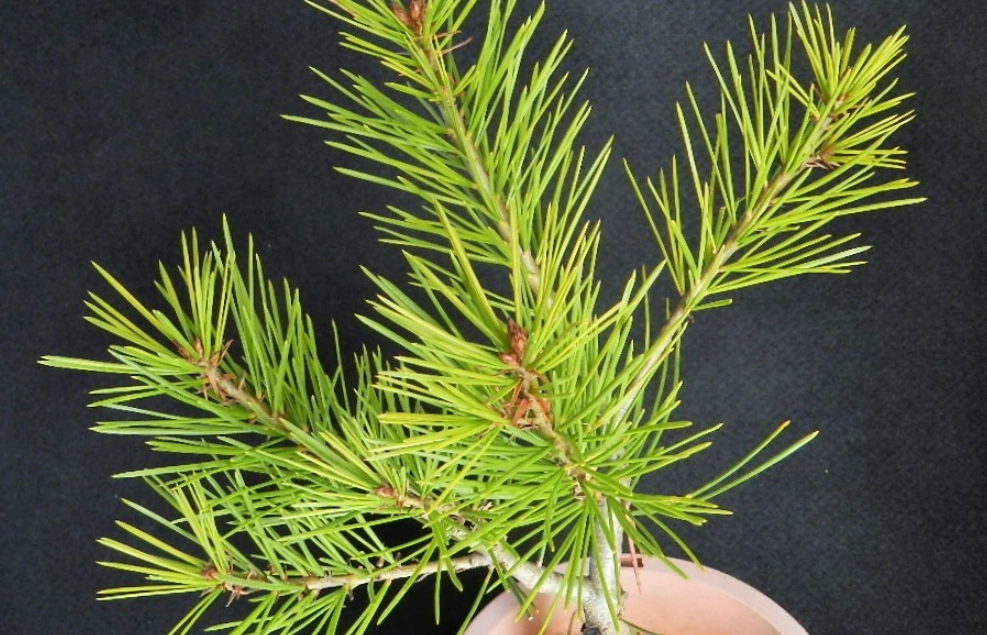 三葉松种类 三葉松种类