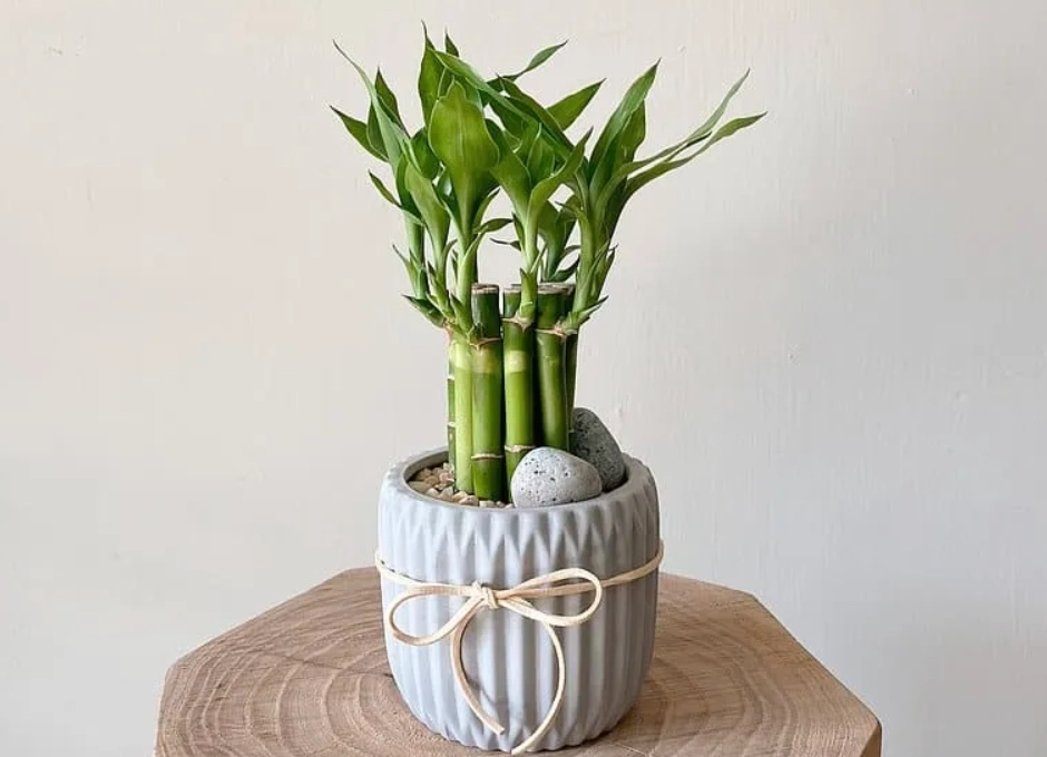 室內小盆栽 推薦 室內小盆栽 推薦