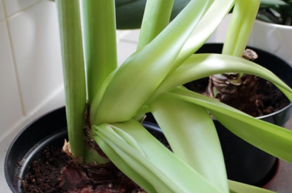 孤挺花 催花 方法