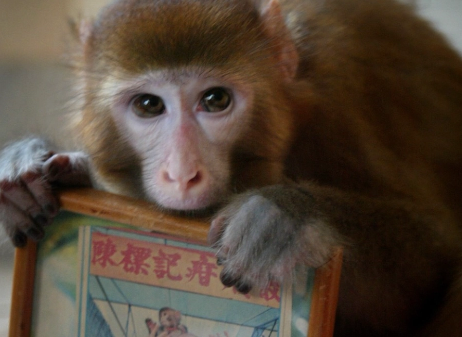 夢到養猴子 周公解夢