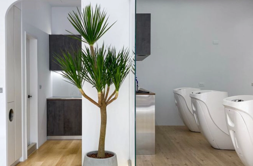 大型室內植物推薦