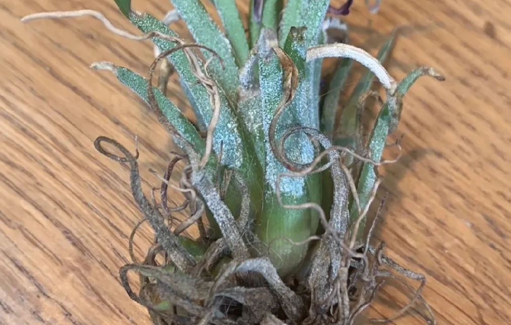 空氣鳳梨不吸水 空氣鳳梨不吸水