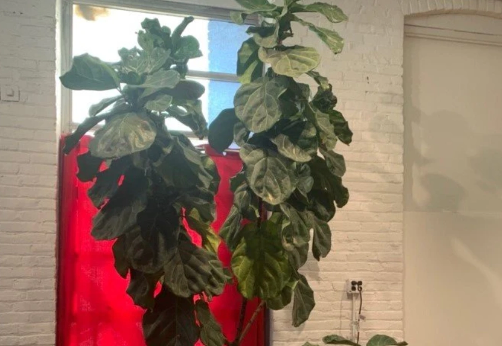 琴葉榕 葉子曬傷