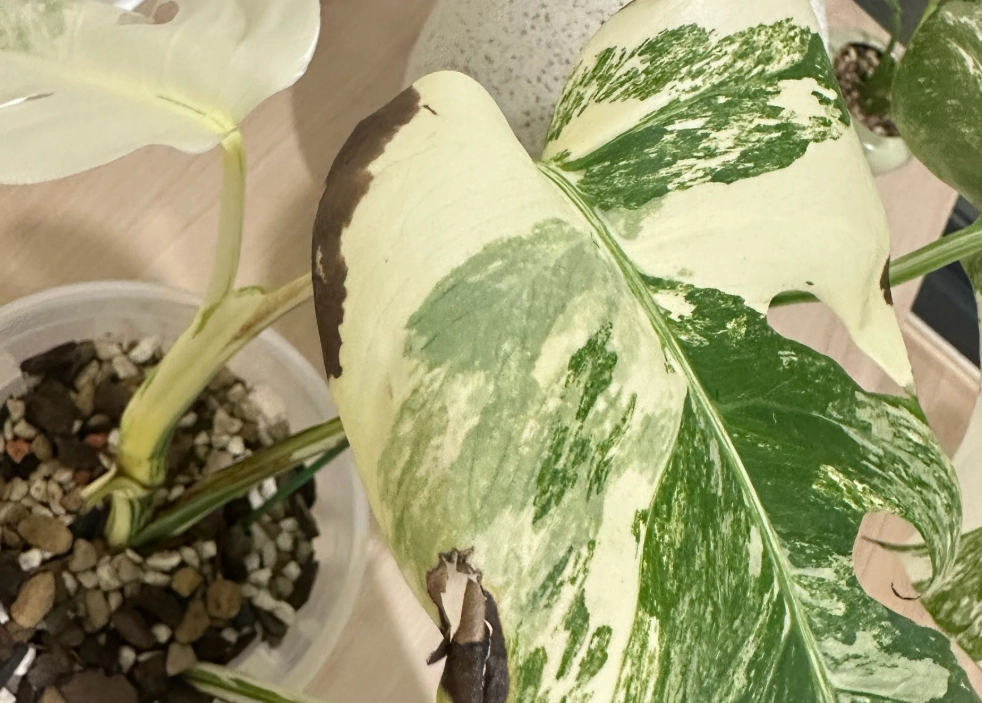 龜背芋葉子變白 龜背芋葉子變白